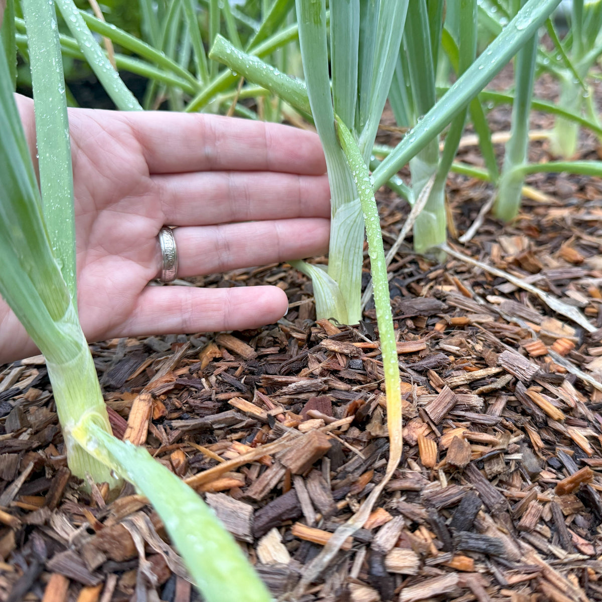 young onion plant