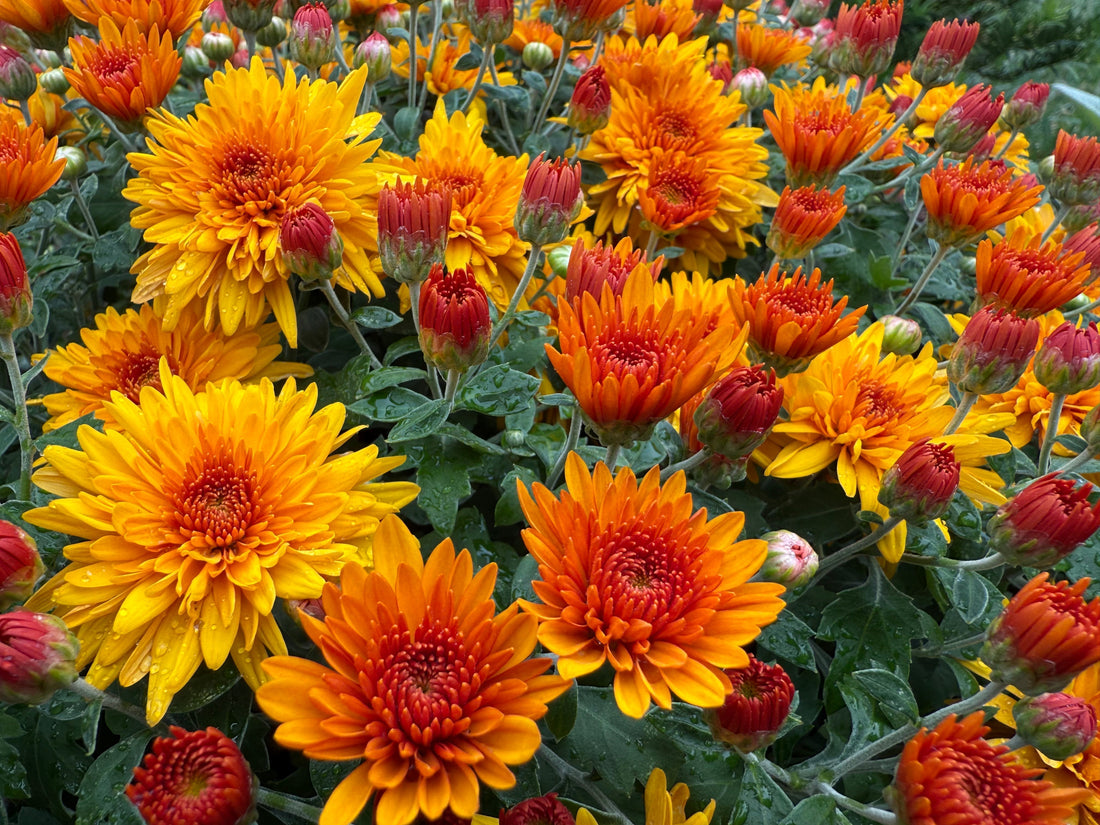 Orange mums with copper and yellow hues